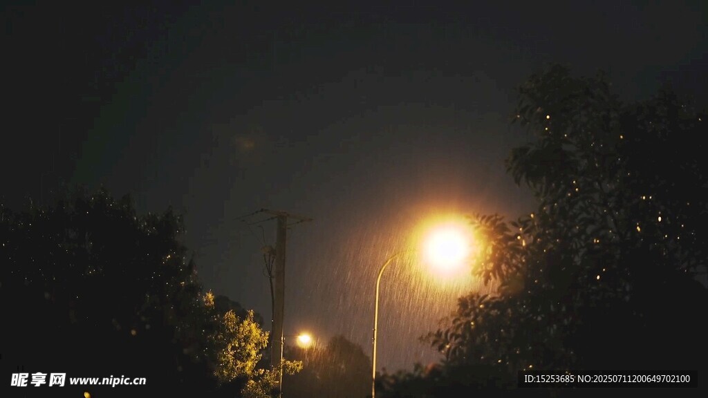 夜晚街灯旁的树木景象