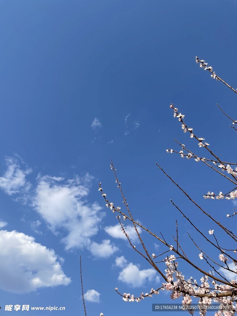 蓝天繁花枝头美景