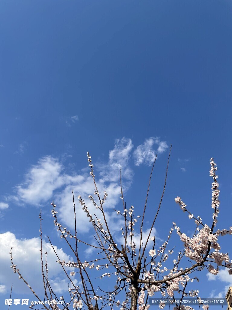 春日枝头景致