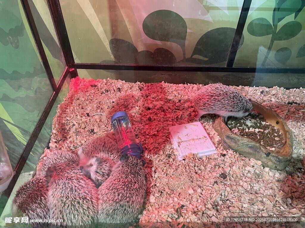 刺猬