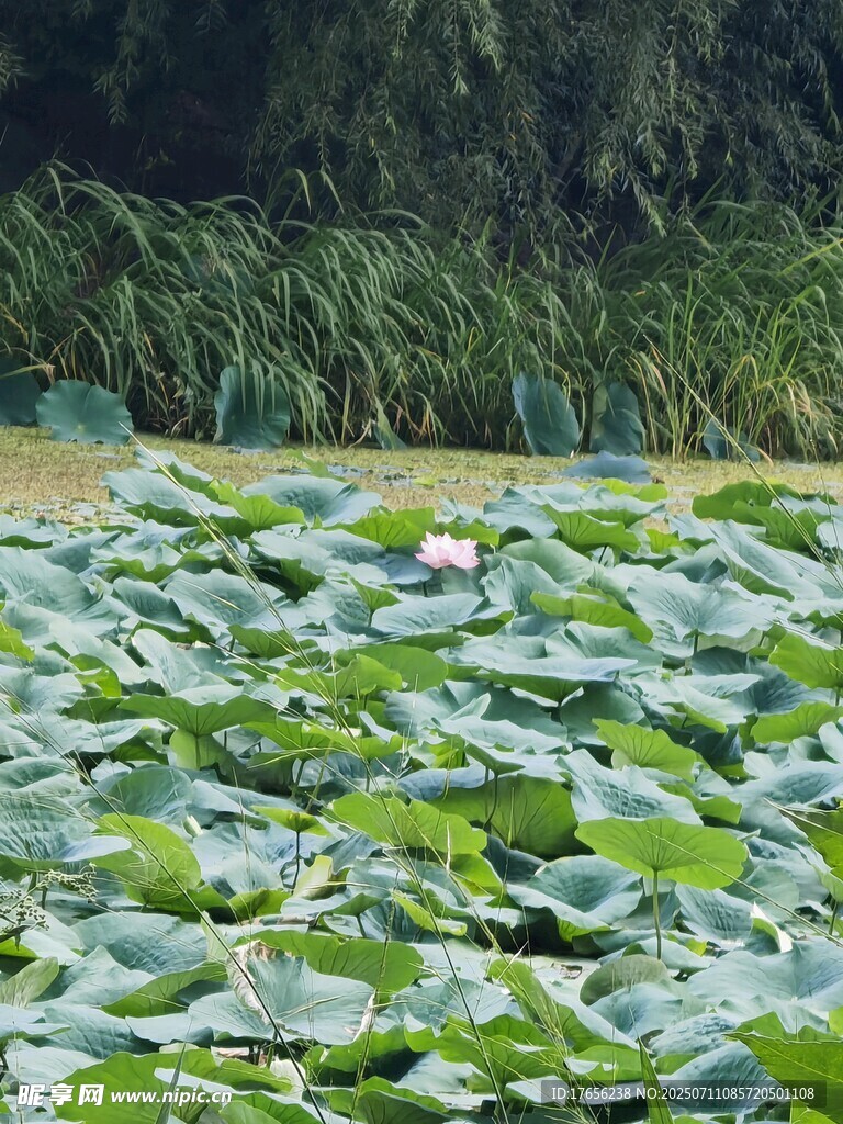 荷塘绿意浓