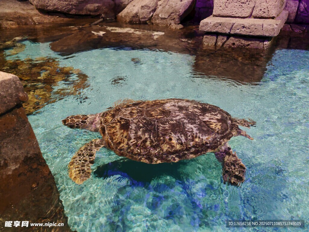 水族馆中游动的海龟