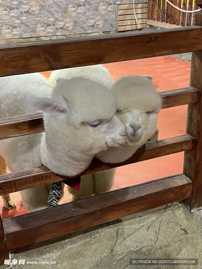 可爱小羊驼探头