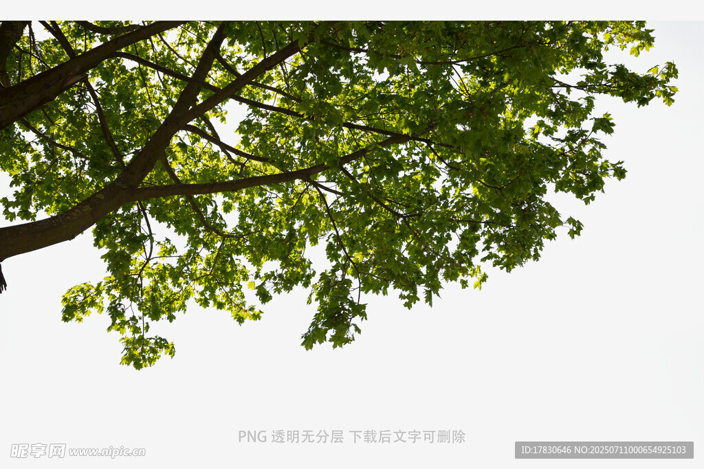 仰视翠绿繁茂的树枝