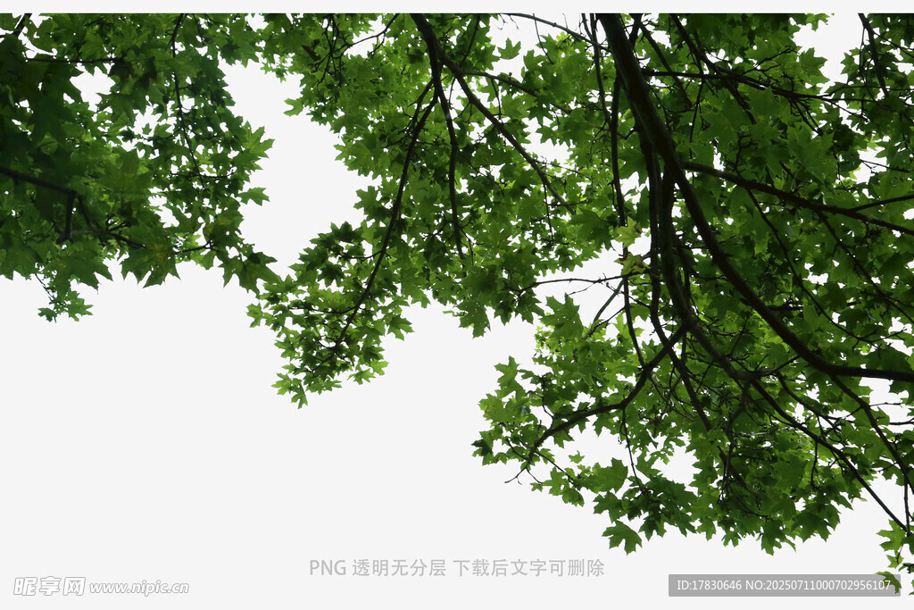 绿叶繁茂的树冠