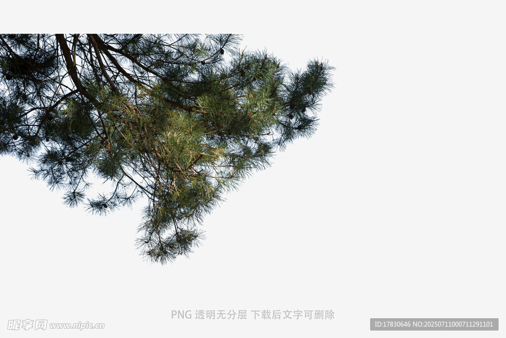 仰视视角下的松树枝叶