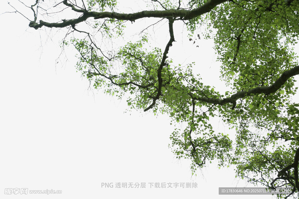 枝头绿意