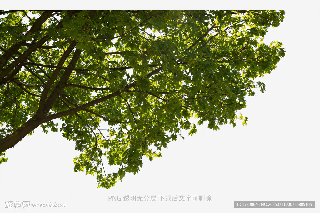 绿叶繁茂的树枝