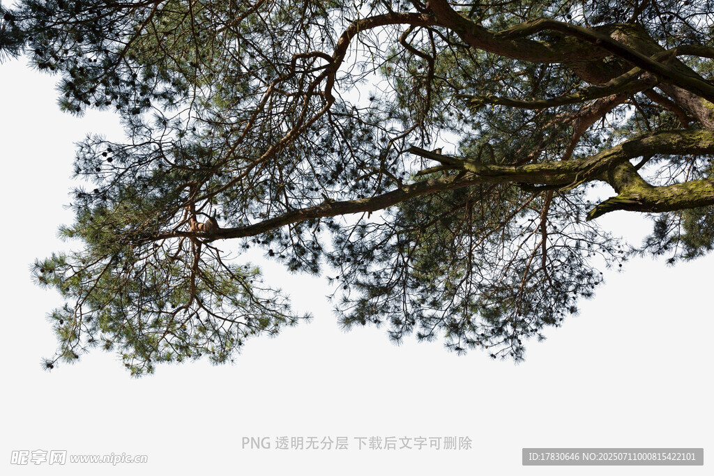 仰视繁茂树枝与蓝天