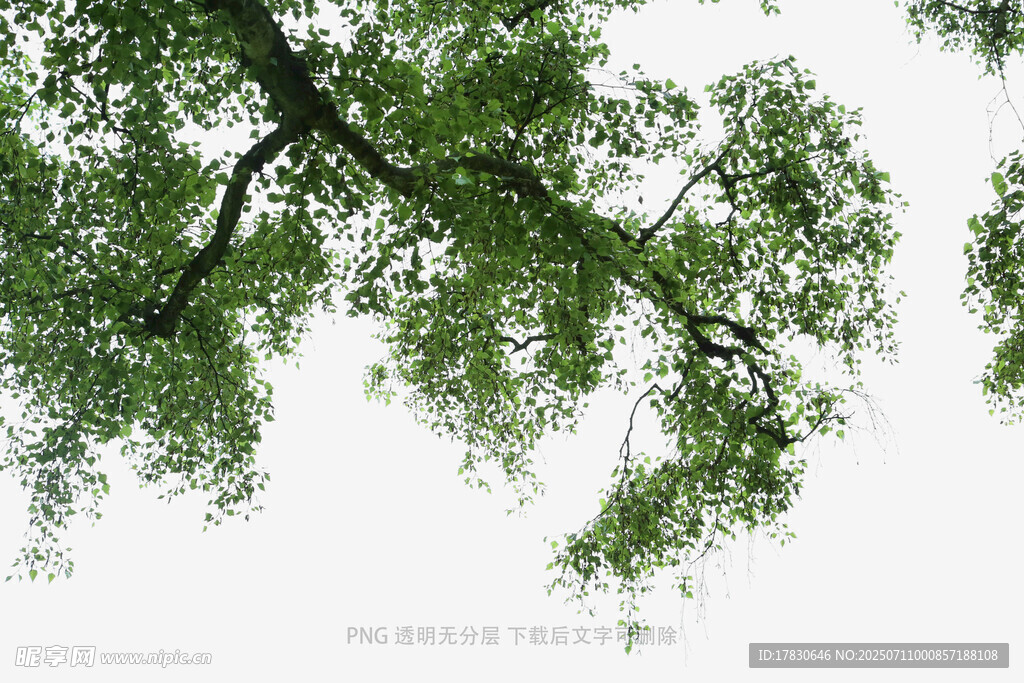 翠绿树枝伸展于天际