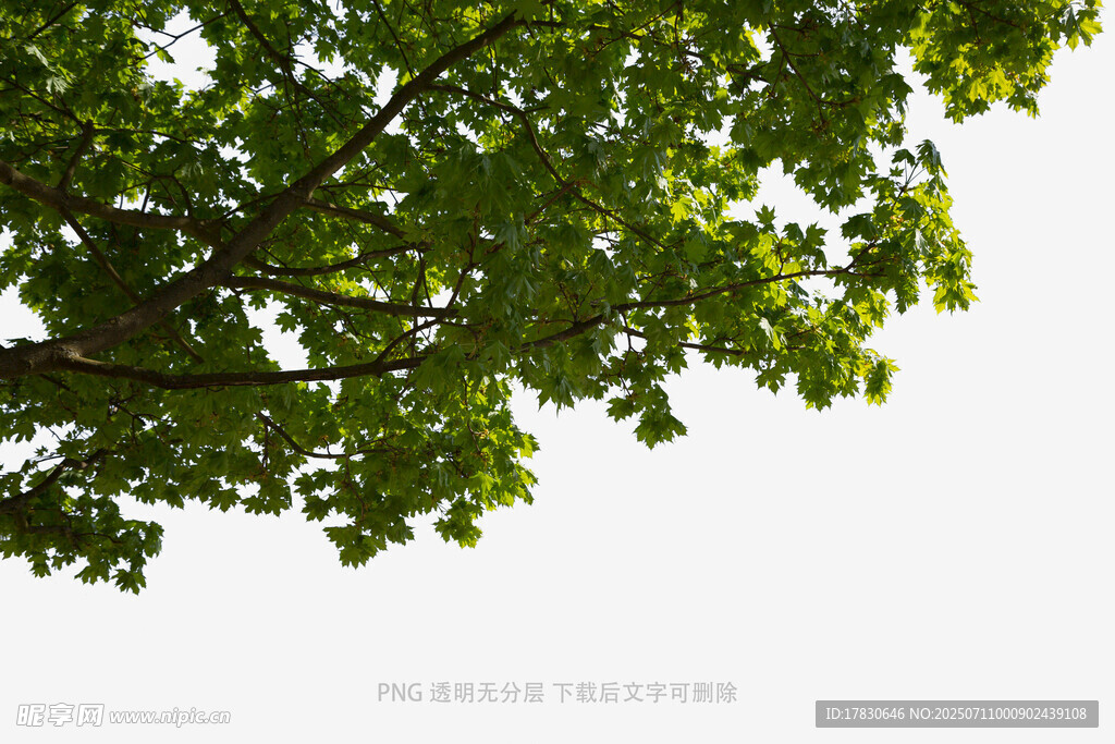 仰视翠绿繁茂的树枝