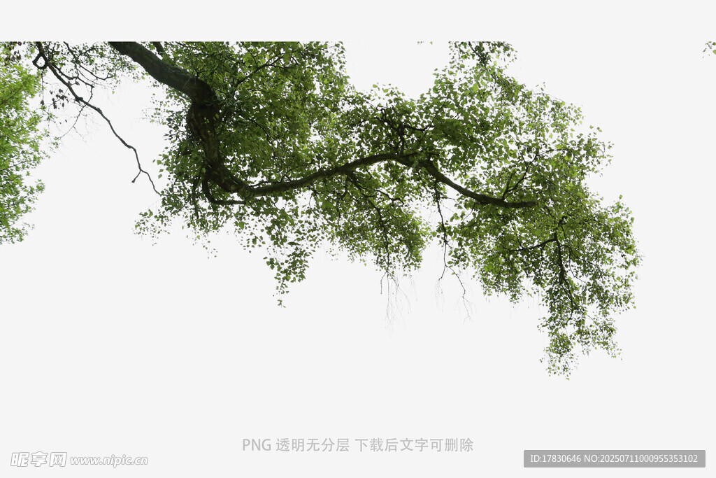 枝头绿意