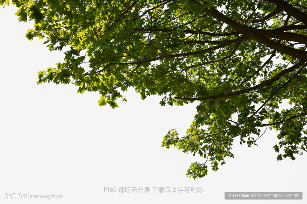 绿叶繁茂的树冠