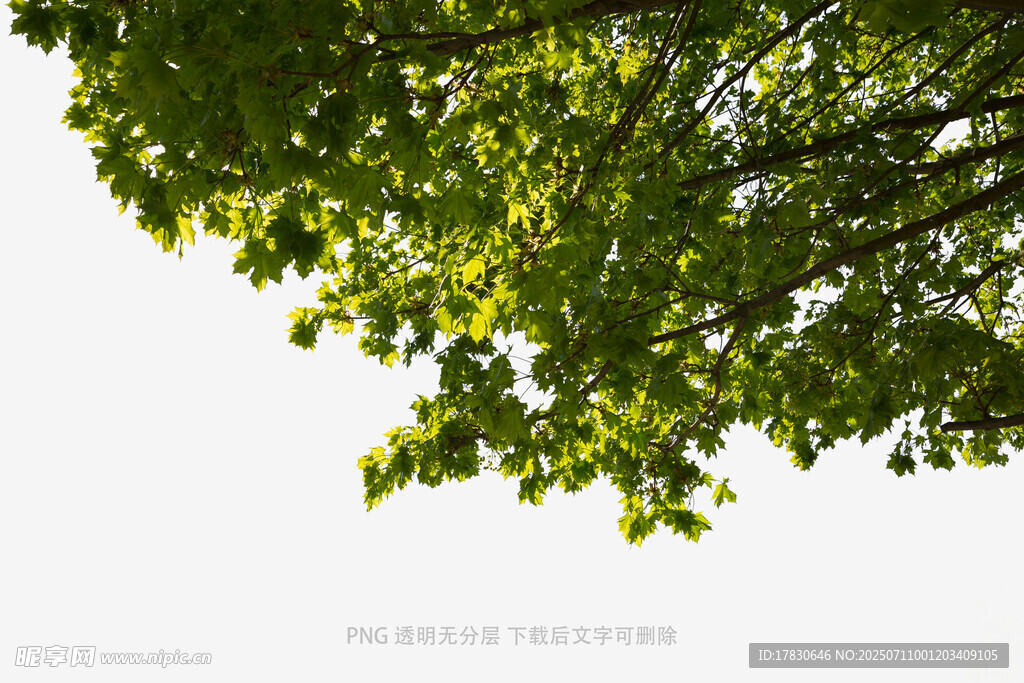 绿叶繁茂的树冠