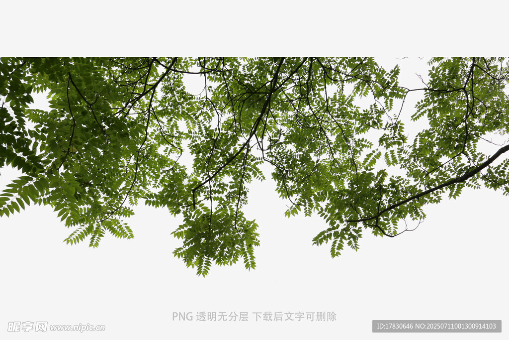 仰视视角下的繁茂绿叶