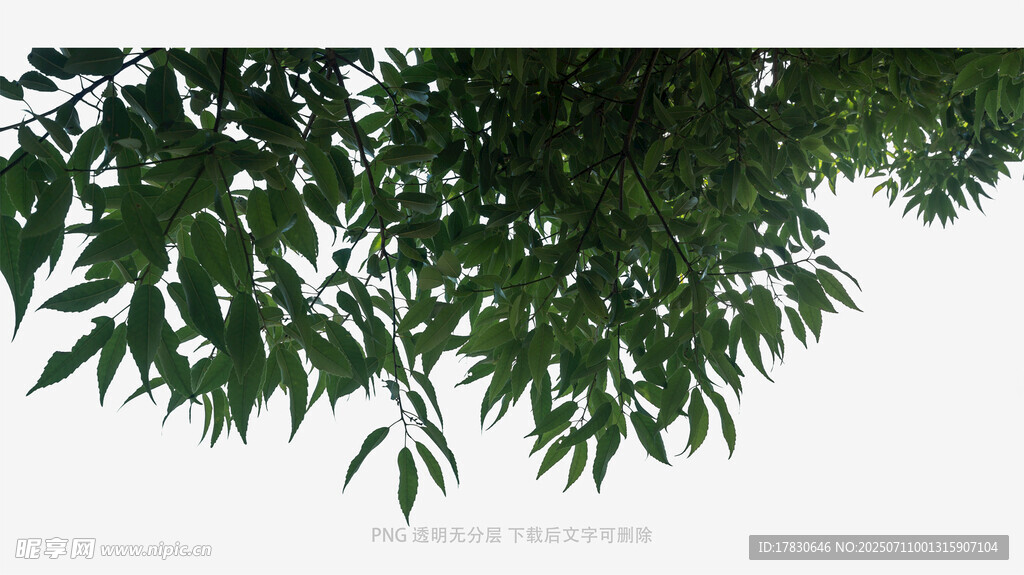 翠绿枝叶低垂