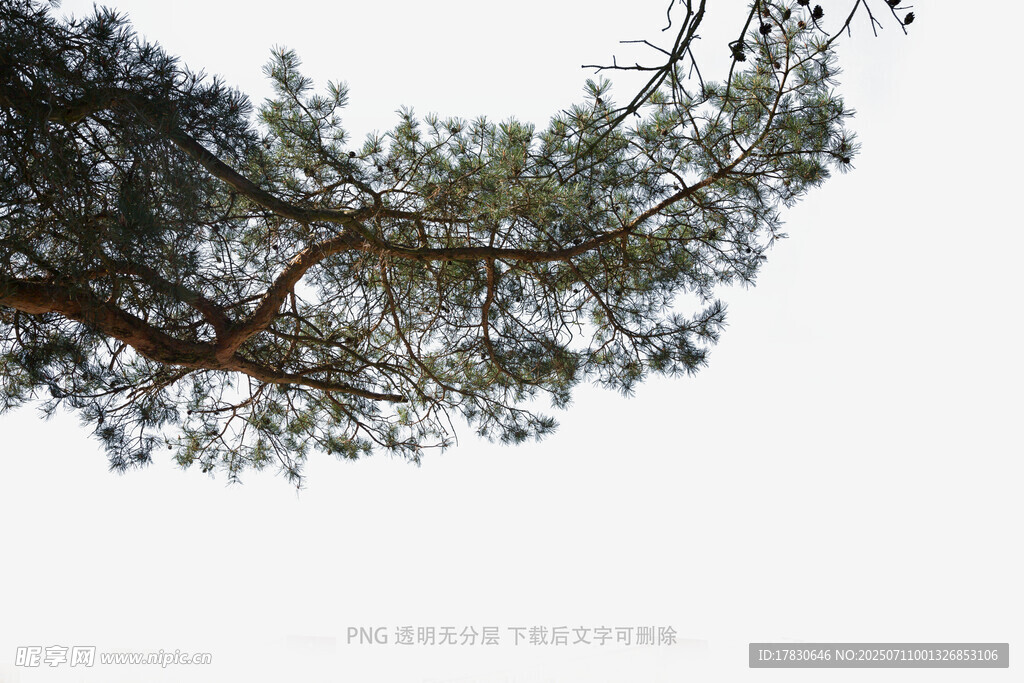 仰视的松树枝桠