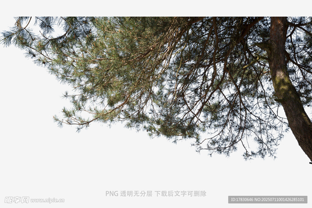 仰视视角下的松树枝叶