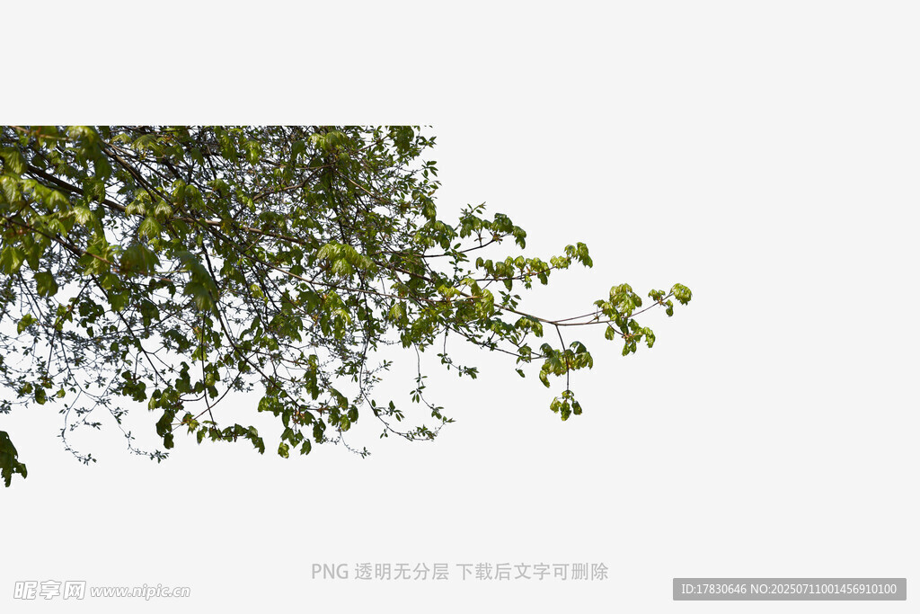 枝头绿叶