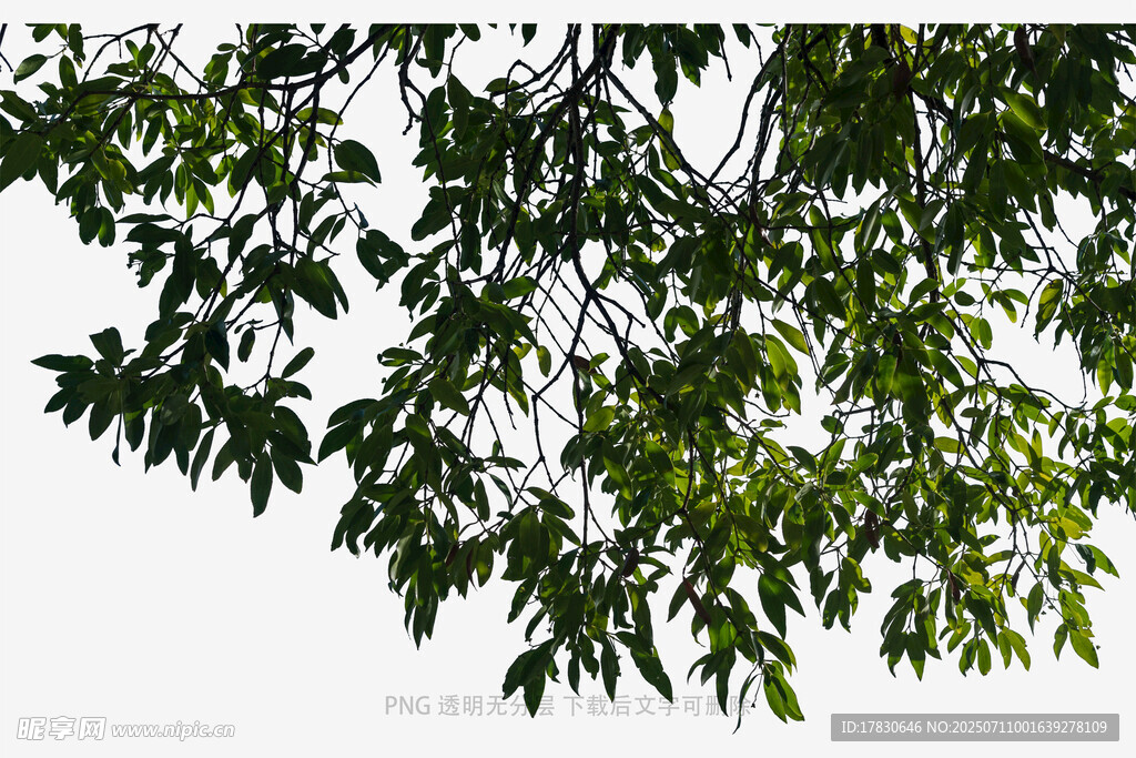 绿叶繁茂的树枝