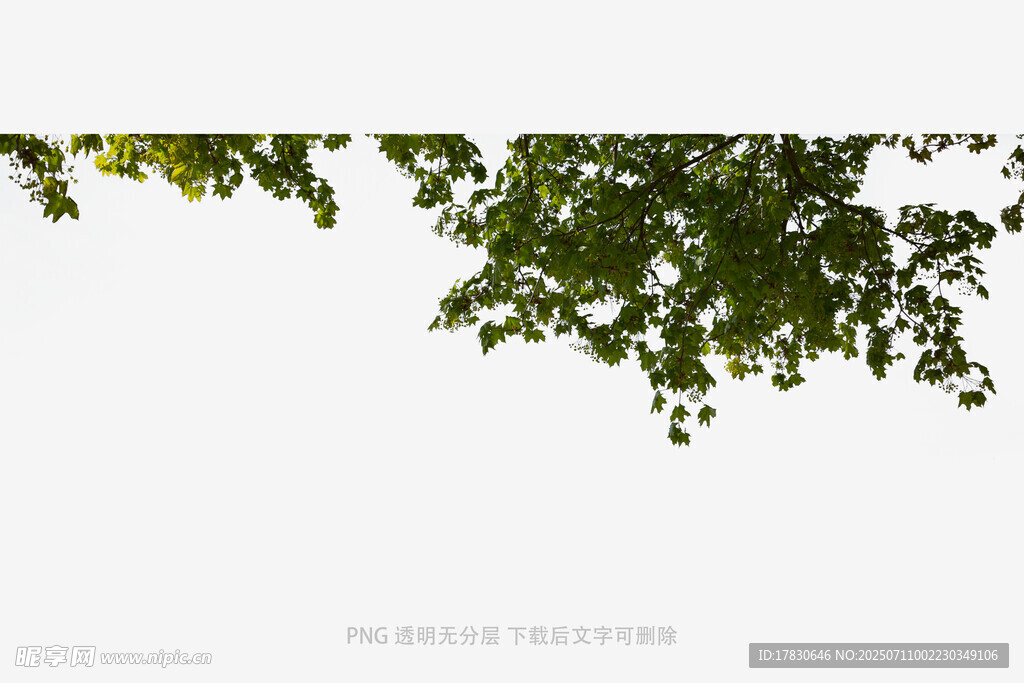 绿叶低垂于纯净白背景