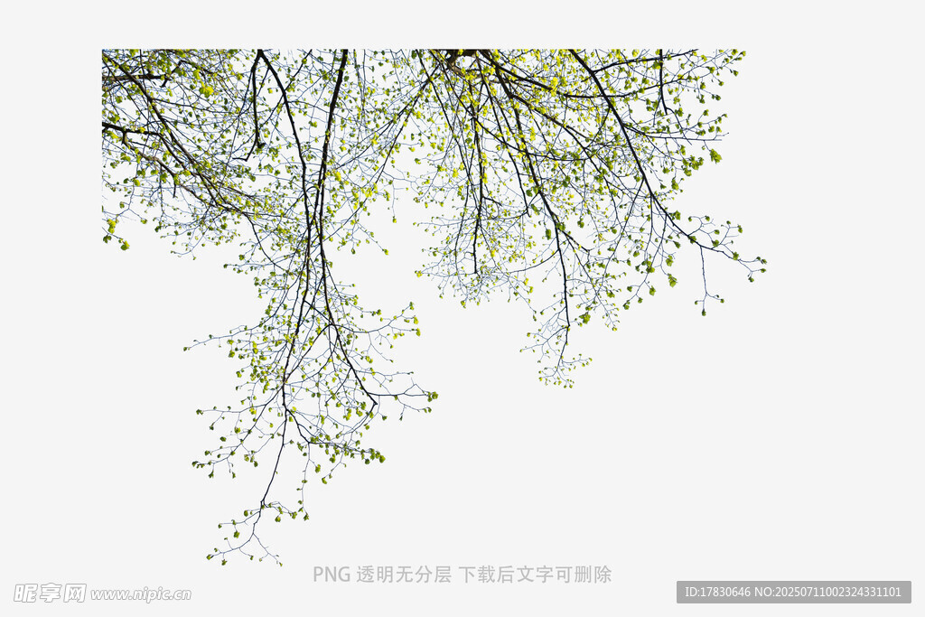 垂落的嫩绿枝叶