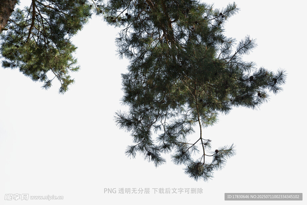 仰视视角下的繁茂树枝
