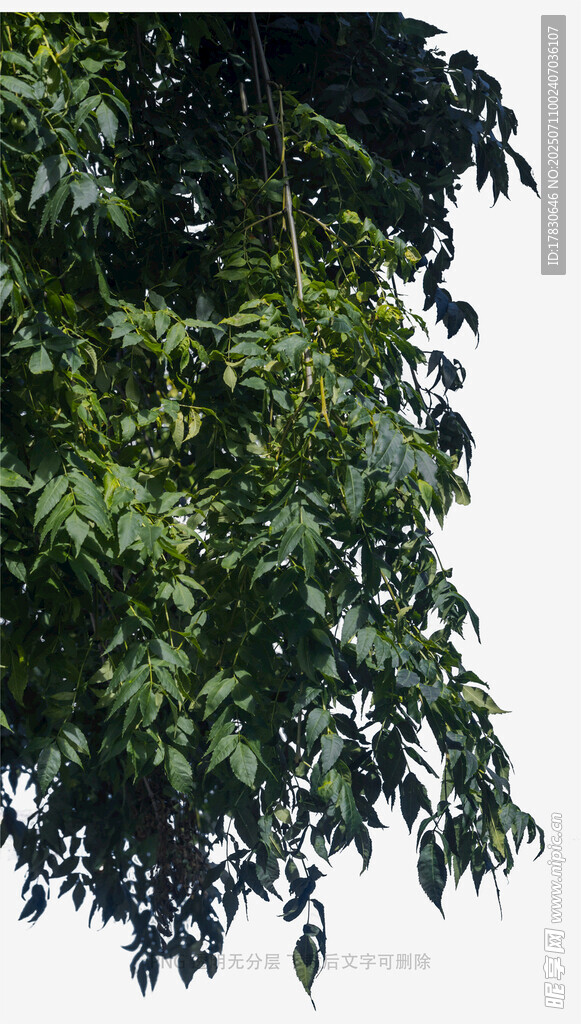 繁茂绿叶垂挂