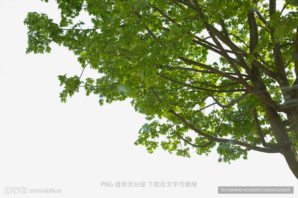 绿叶繁茂的大树
