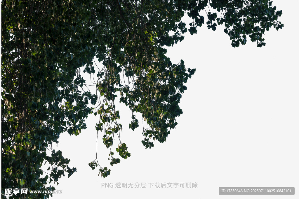 枝叶繁茂的树梢