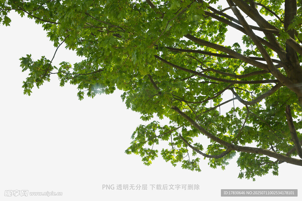 绿叶繁茂的树枝