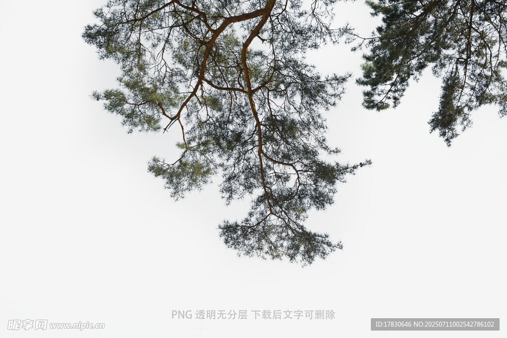 雪覆松枝的静谧景致