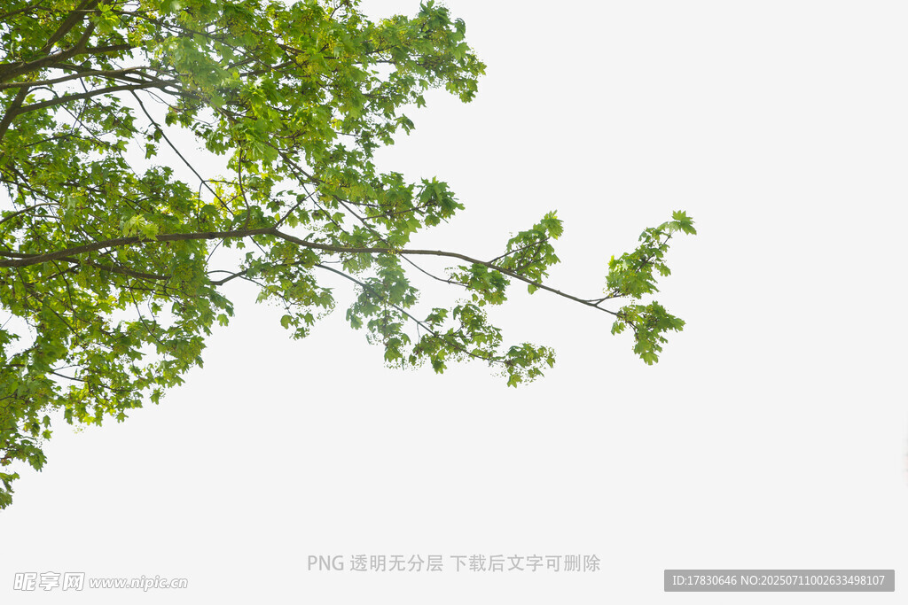 枝头绿叶映白空