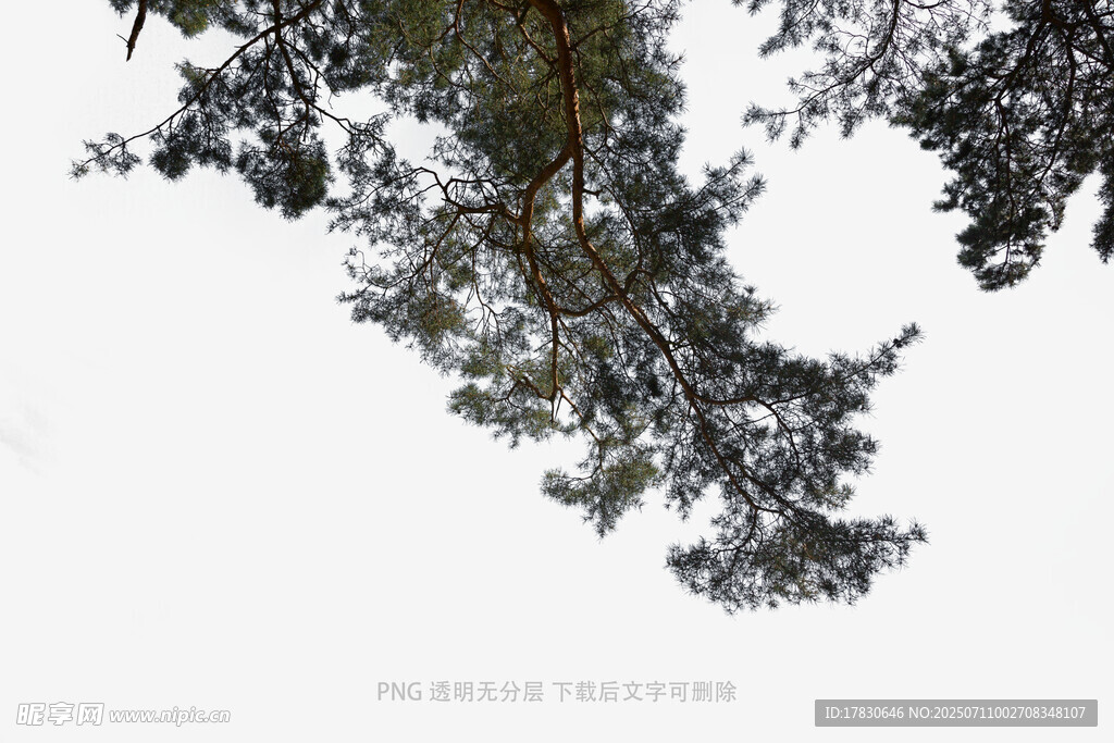 雪覆松枝的冬日景致