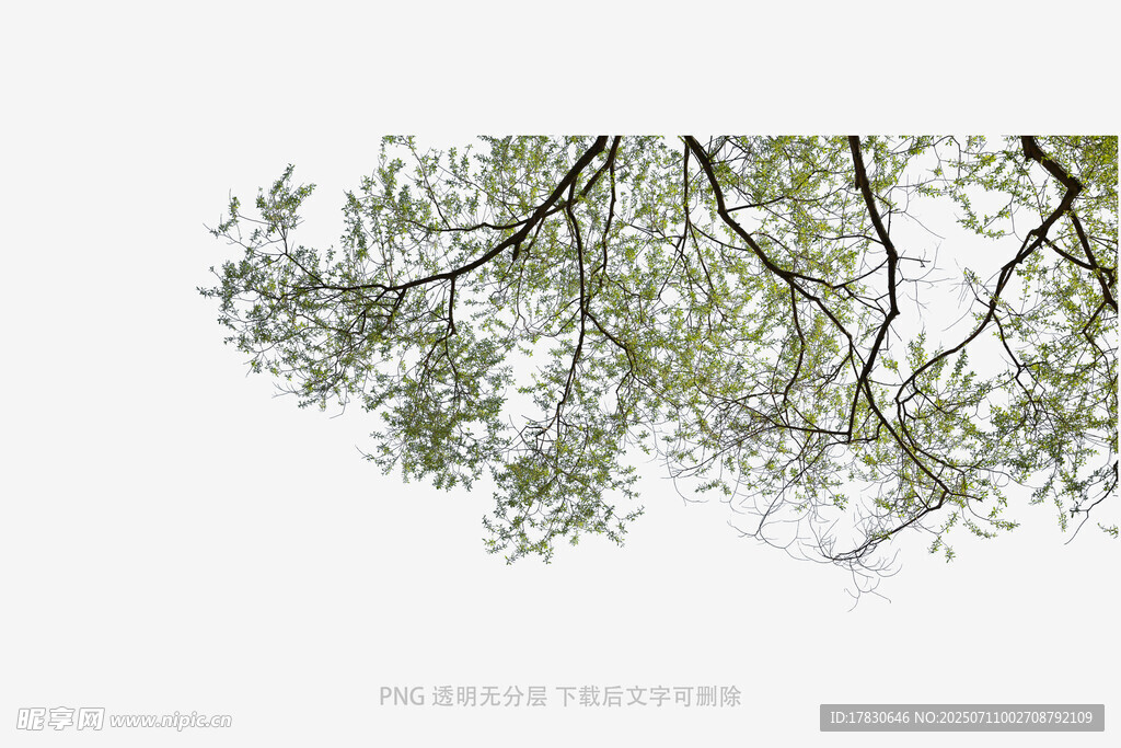 树枝上的绿叶