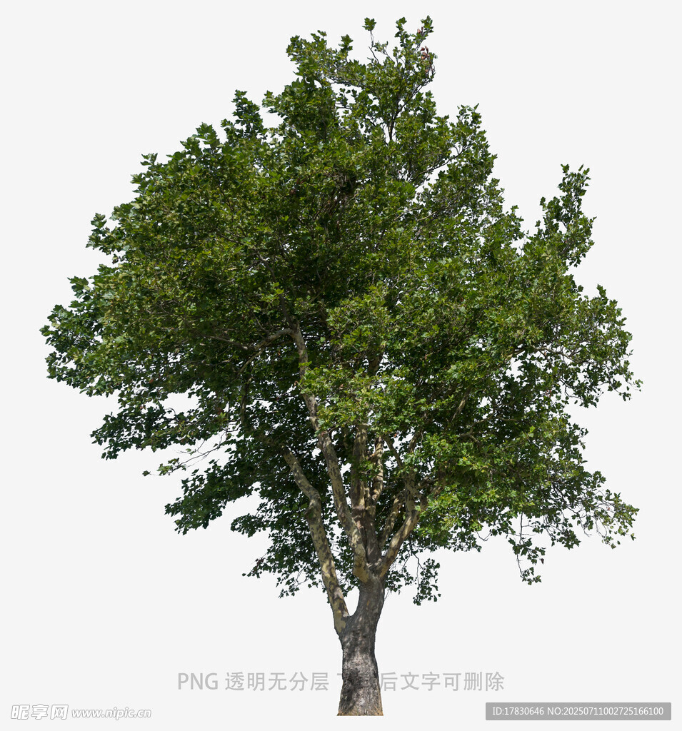 树冠