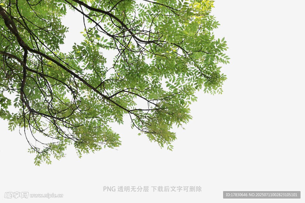 翠绿树枝伸展于天际