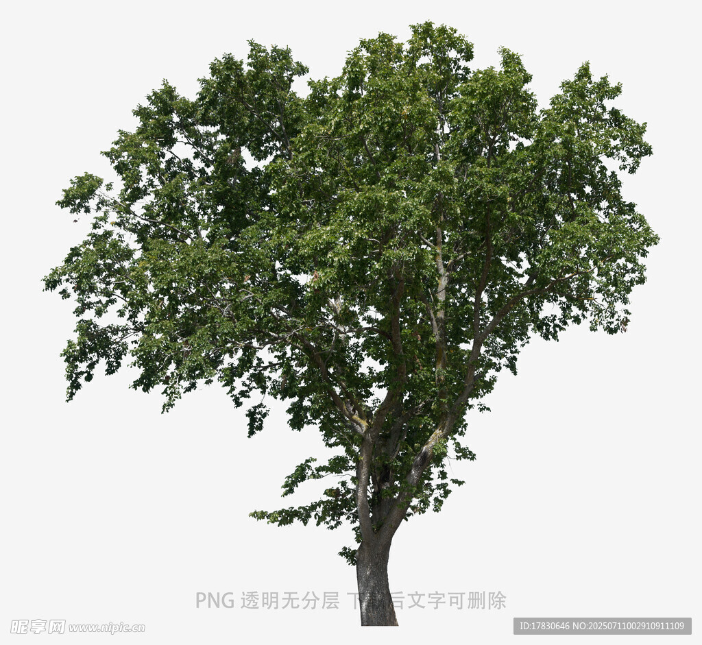 单棵绿树特写