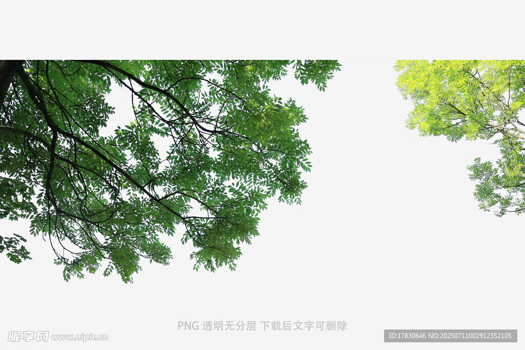 枝头绿意