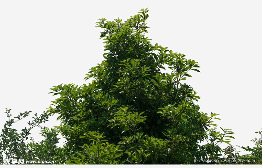 绿叶繁茂的高大树木