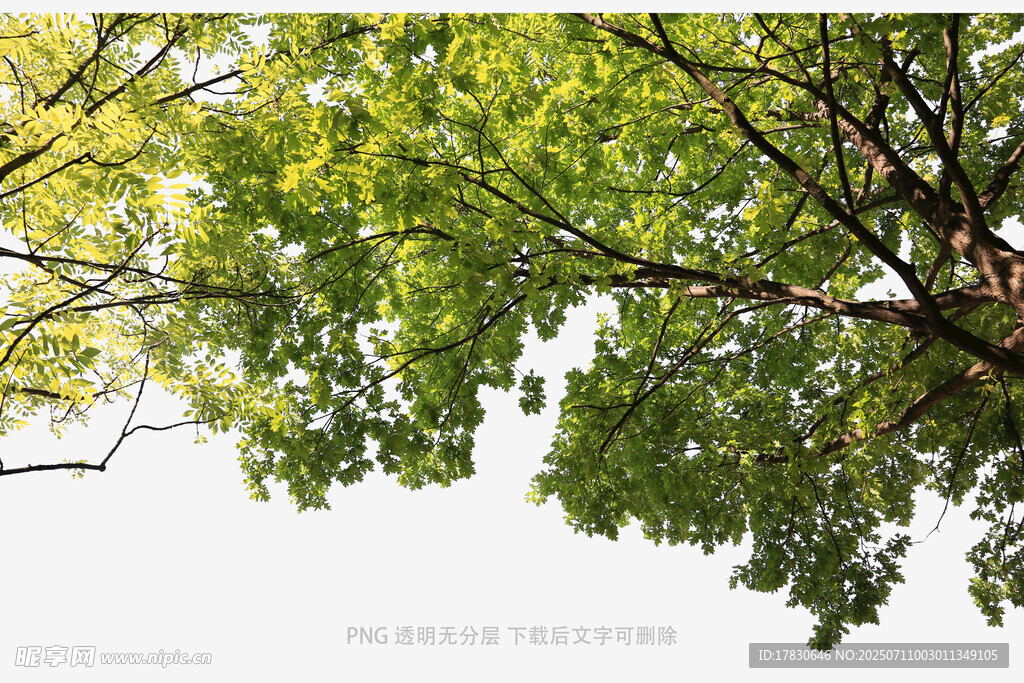仰视繁茂绿树树冠