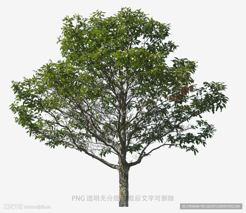 单棵绿树3D模型展示