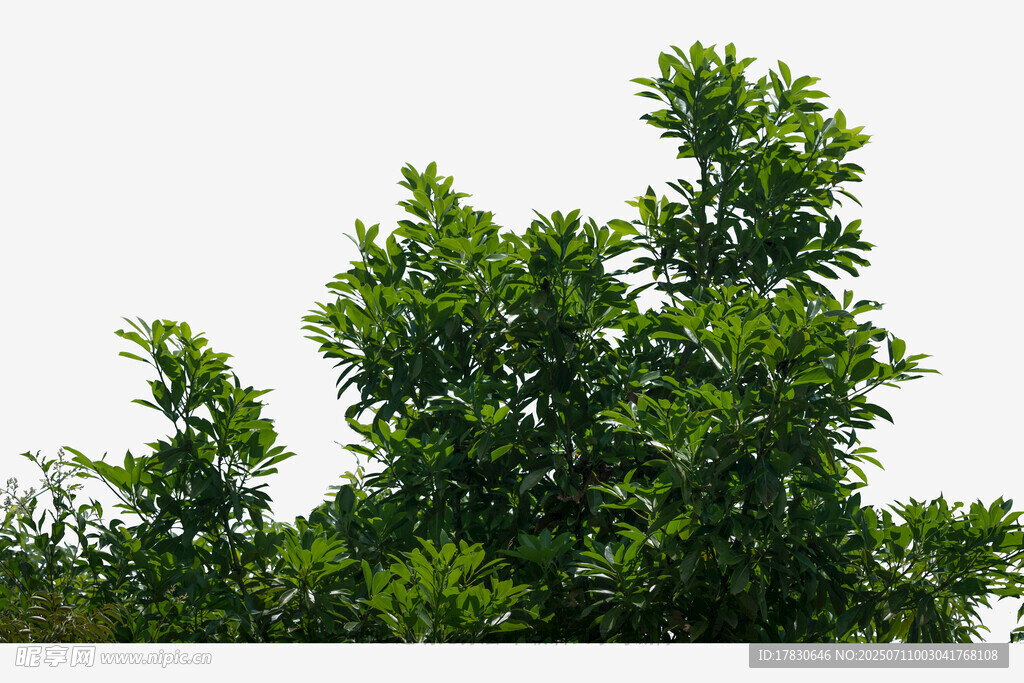 绿意盎然的茂盛树木