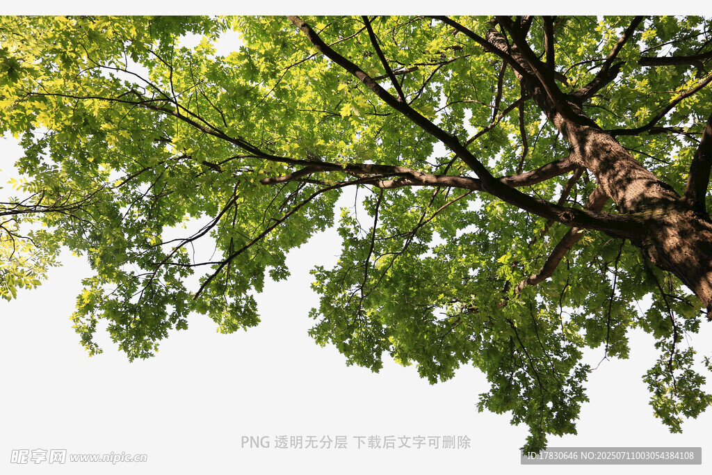 绿叶间的繁茂树冠