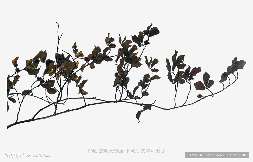 干枯枝叶特写