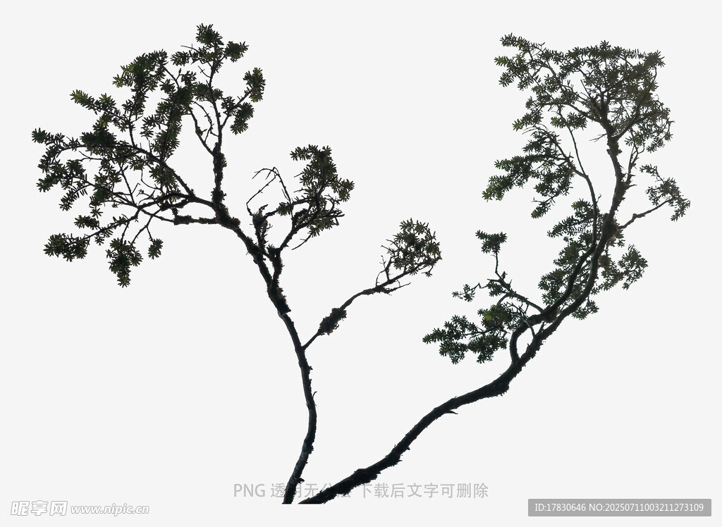 两棵枝干弯曲的树木剪影
