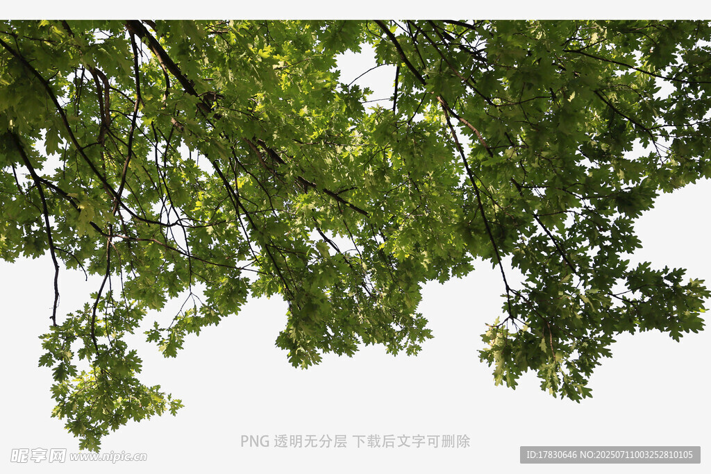 绿叶繁茂的树冠