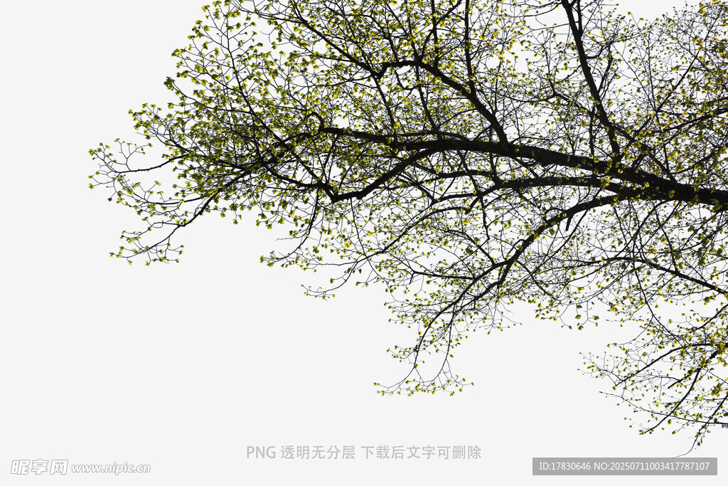 春日树枝新绿景象