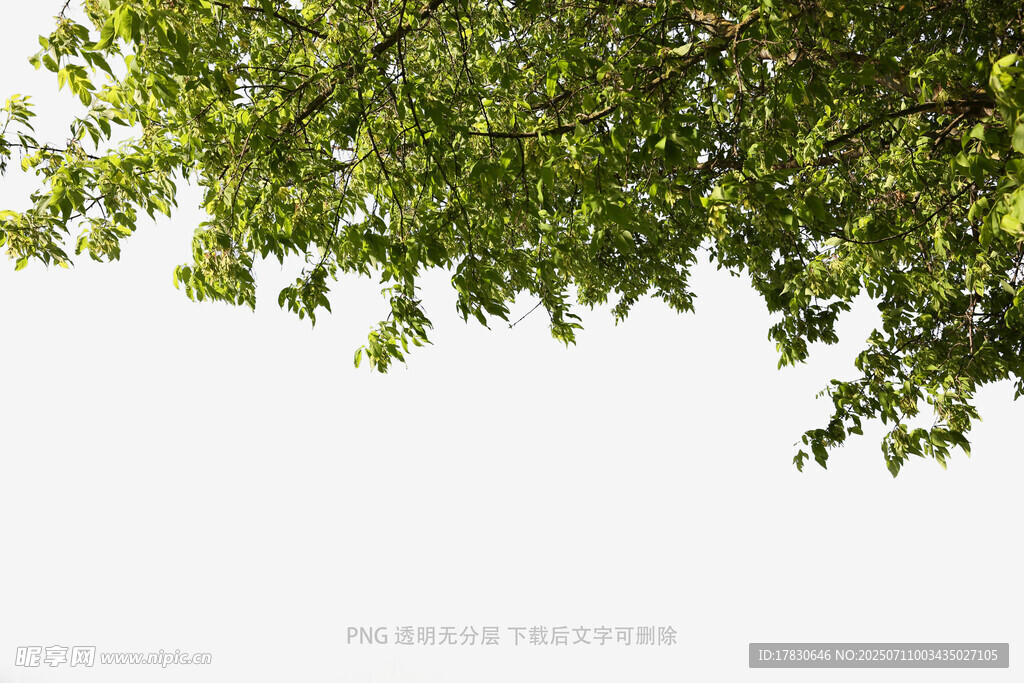 仰视翠绿繁茂的树冠