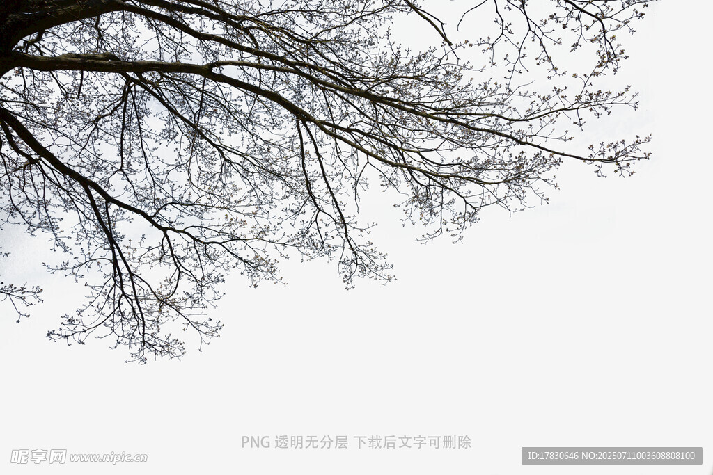 树枝伸展于灰白天空下